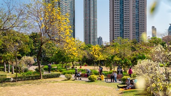 Nam Cheong Park is famous for its golden yellow blossoms of <i>Tabebuia chrysantha</i> that flowers in the Spring. The spectacular blossoms attract many visitors including families that enjoy the open lawn and spaces of the park.